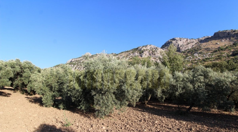 Málaga - Villanueva del Rosario - 12000m2