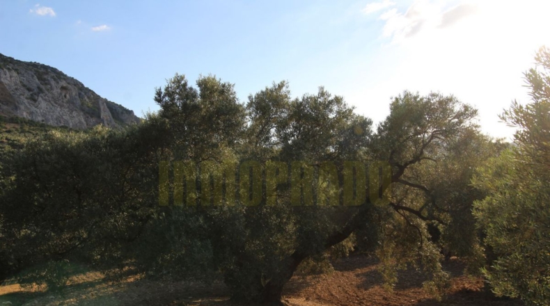 Málaga - Villanueva del Rosario - 12000m2