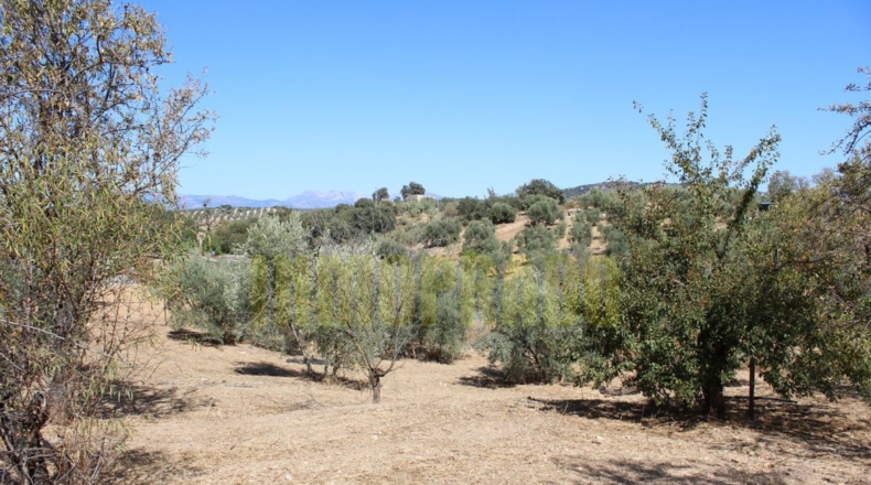Málaga - Villanueva de Tapia - 9000m2