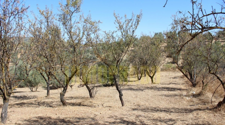 Málaga - Villanueva de Tapia - 9000m2