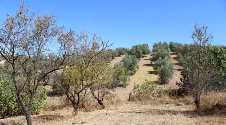 Málaga - Villanueva de Tapia - 9000m2