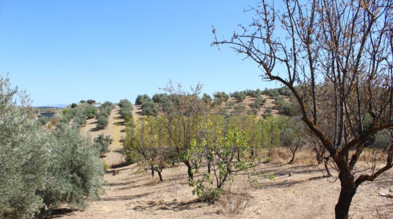 Málaga - Villanueva de Tapia - 9000m2