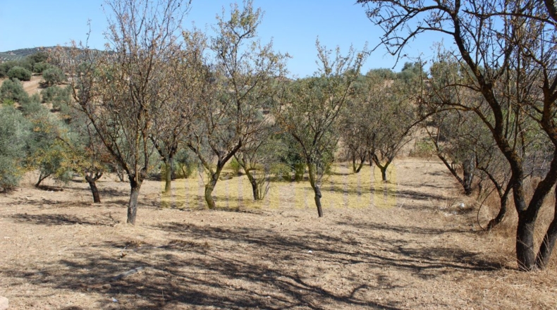 Málaga - Villanueva de Tapia - 9000m2