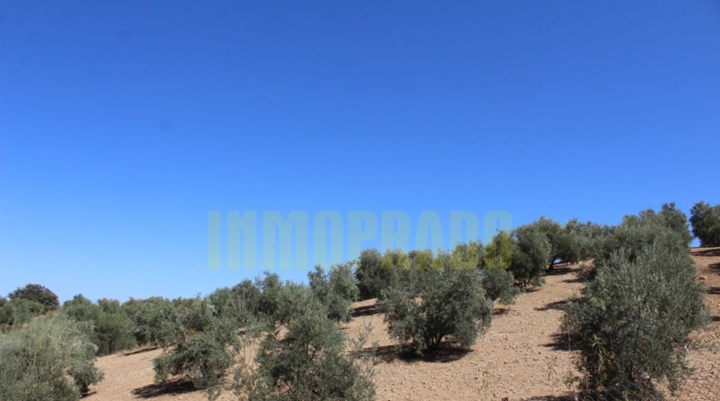 Málaga - Villanueva de Tapia - 9000m2