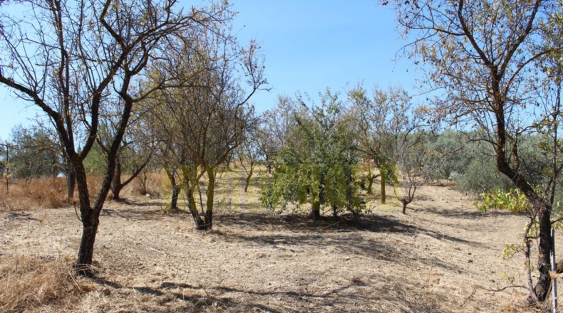 Málaga - Villanueva de Tapia - 9000m2