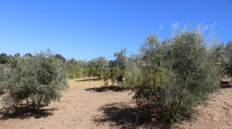 Málaga - Villanueva de Tapia - 9000m2