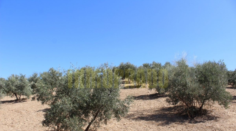 Málaga - Villanueva de Tapia - 9000m2