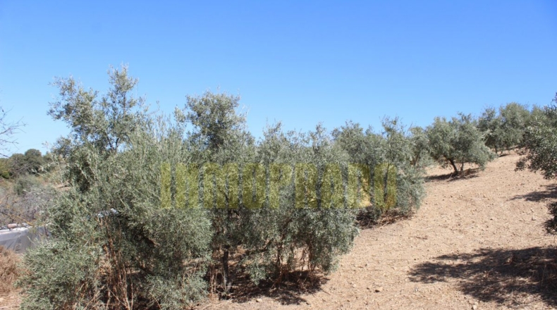 Málaga - Villanueva de Tapia - 9000m2