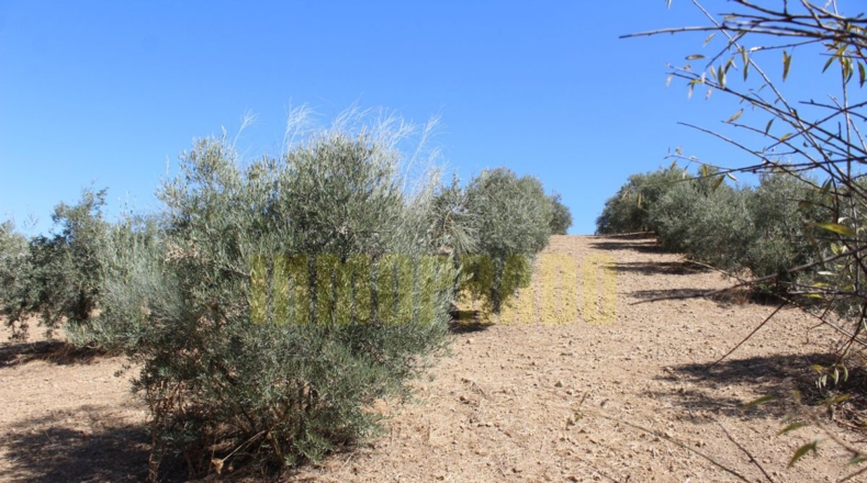 Málaga - Villanueva de Tapia - 9000m2