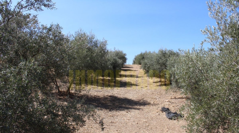 Málaga - Villanueva de Tapia - 9000m2