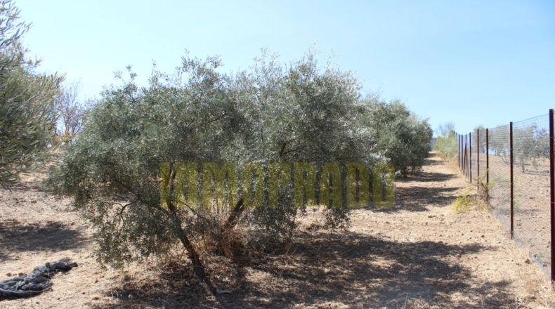 Málaga - Villanueva de Tapia - 9000m2