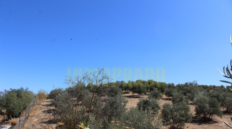 Málaga - Villanueva de Tapia - 9000m2