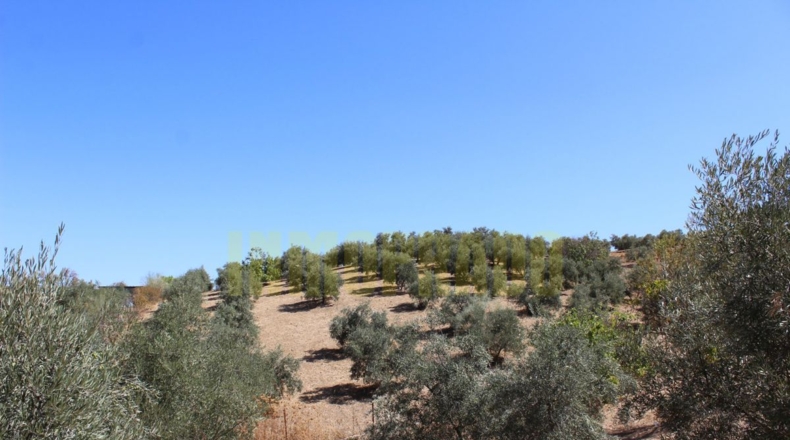 Málaga - Villanueva de Tapia - 9000m2
