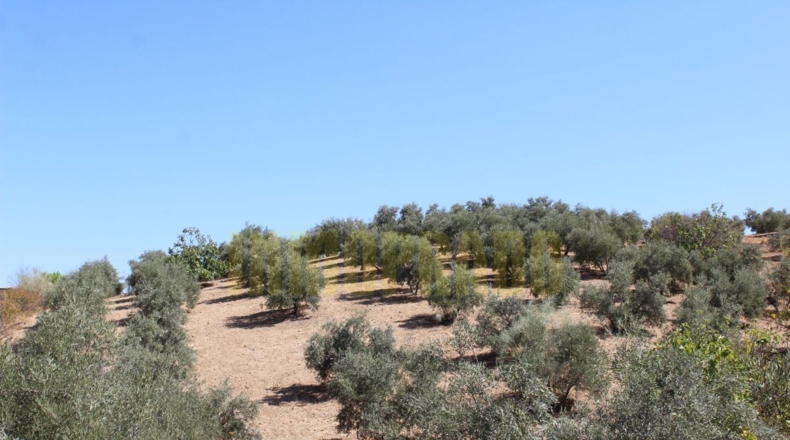 Málaga - Villanueva de Tapia - 9000m2