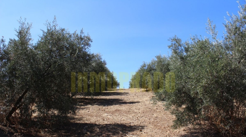 Málaga - Villanueva de Tapia - 9000m2