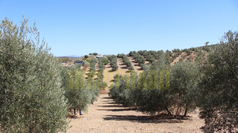 Málaga - Villanueva de Tapia - 9000m2