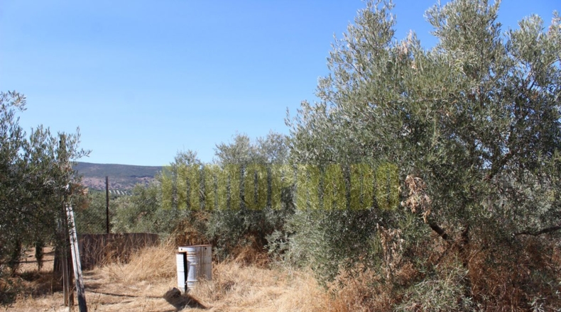 Málaga - Villanueva de Tapia - 9000m2