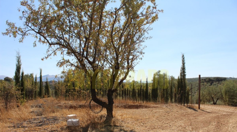 Málaga - Villanueva de Tapia - 9000m2