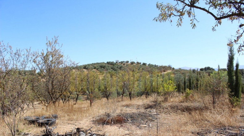 Málaga - Villanueva de Tapia - 9000m2