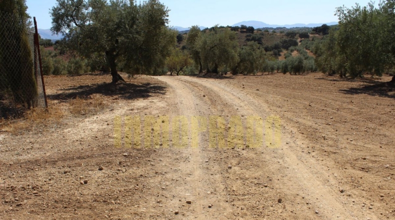 Málaga - Villanueva de Tapia - 9000m2