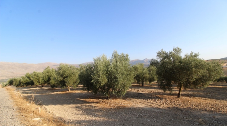 Granada - Лоха - 62981m2