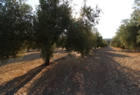 Loja 62981&nbsp;m² 