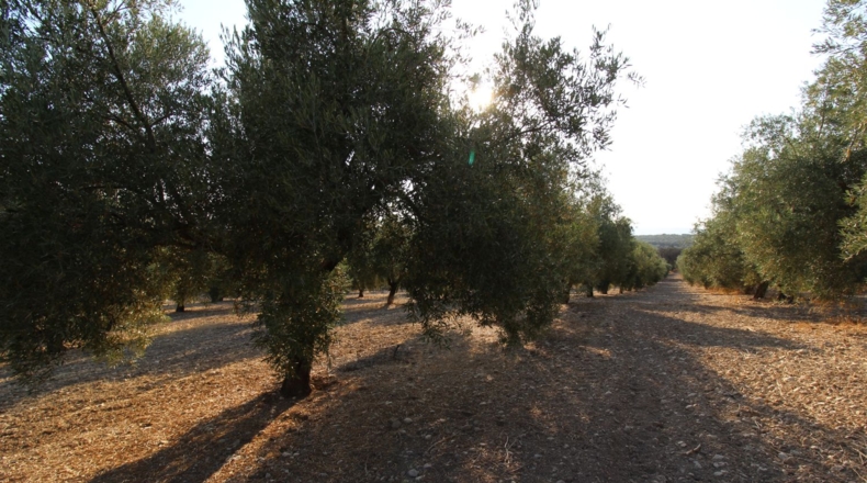Granada - Лоха - 62981m2