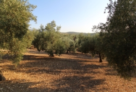 Loja 62981&nbsp;m² 