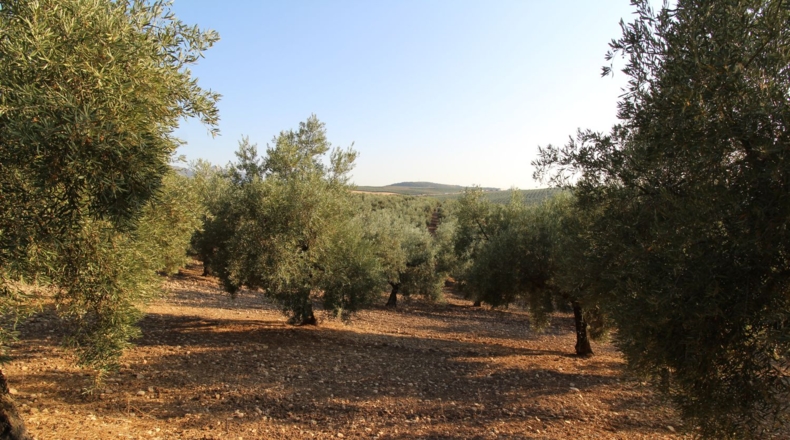 Granada - Лоха - 62981m2