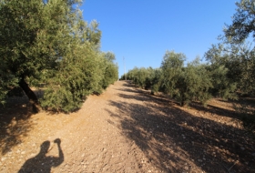 Loja 62981&nbsp;m² 
