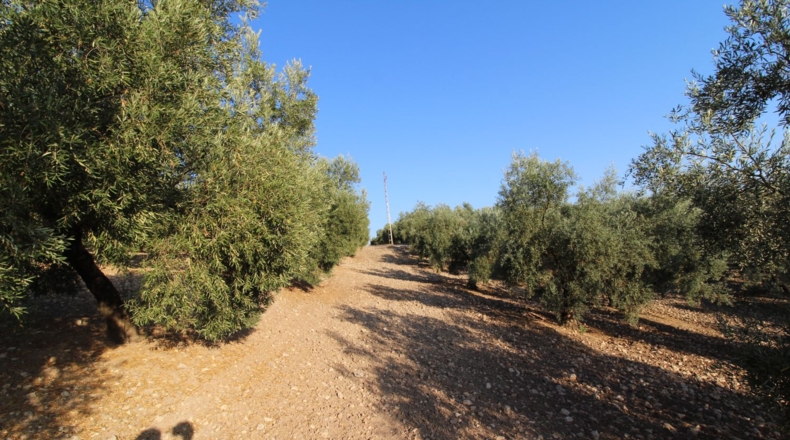 Granada - Лоха - 62981m2
