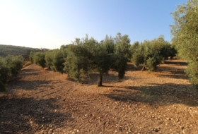 Loja 62981&nbsp;m² 