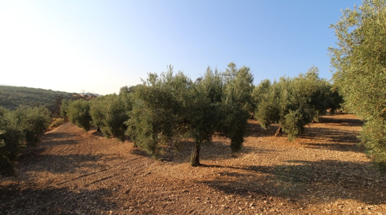 Granada - Лоха - 62981m2