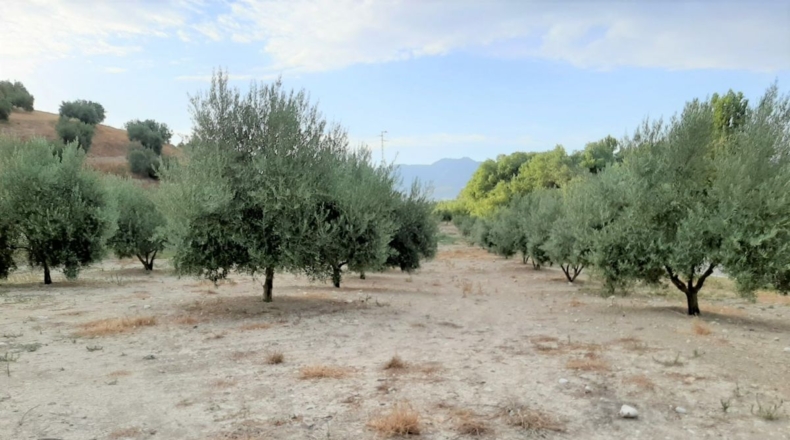 Jaén - Santo Tomé - 55000m2