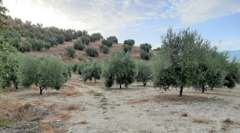 Jaén - Santo Tomé - 55000m2