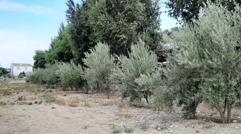 Jaén - Santo Tomé - 55000m2
