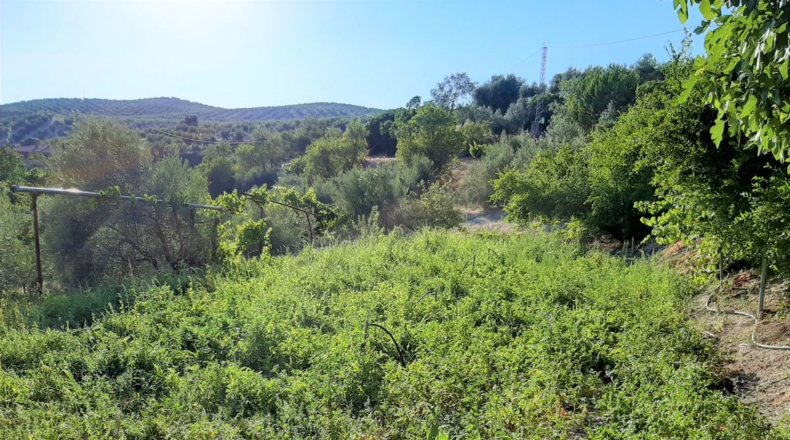 Jaén - Arroyo Frío - 6444m2