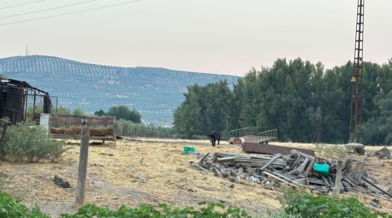 Хаэн - Santo Tomé - 18000m2
