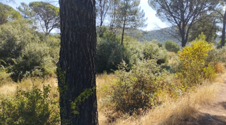 Comunidad de Madrid - Valdemaqueda - 1591m2
