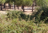 Terreny no urbanitzable en venda a la España, Valdemaqueda, ref.: TR338122 foto