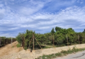 Rural estate for sale in Castelló de la Plana ref: TR182974 photo