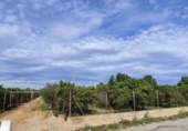 Rural estate for sale in Castelló de la Plana ref: TR182974 photo