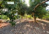 Rural estate for sale in La Aldea de San Nicolás ref: TR12732 photo