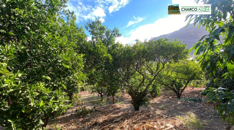 Las Palmas - La Aldea de San Nicolás - 1834m2