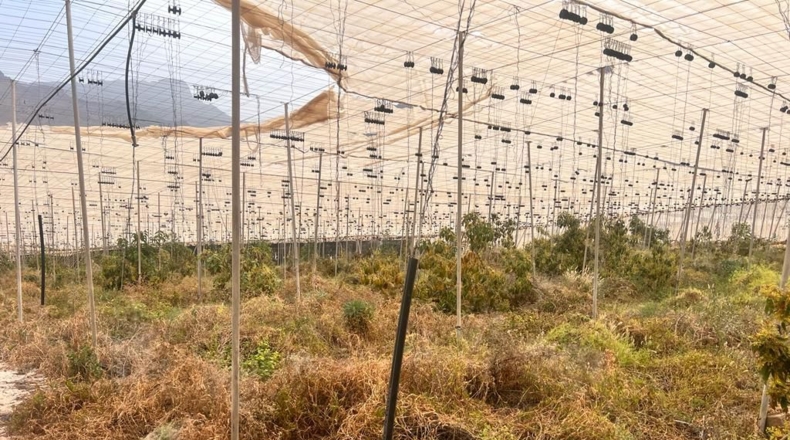 Las Palmas - Molino de Viento - 10000m2