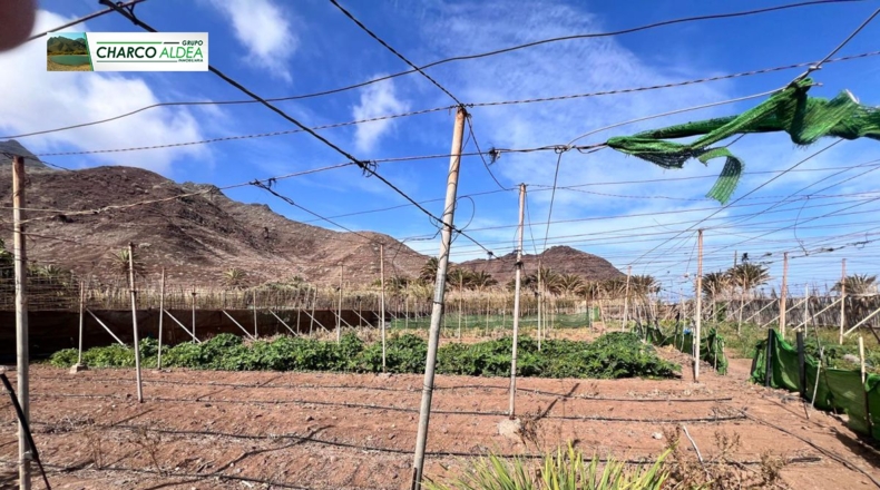Las Palmas - Las Marciegas - 6870m2