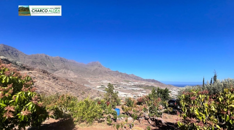 Las Palmas - Molino de Viento - 3905m2