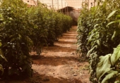 Finca rústica en venda a La Aldea de San Nicolás ref.: TR274635 foto