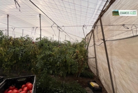 Foto 12