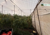 Finca rústica en venda a La Aldea de San Nicolás ref.: TR274635 foto